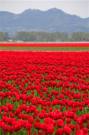 spring flowers - Tulip Farm, Skagit Valley, Washington, USA Stock Photo - Premium Royalty-Free, Code: 600-03484613