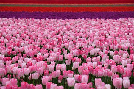 Tulip Farm, Skagit Valley, Washington, USA Stock Photo - Premium Royalty-Free, Code: 600-03484620