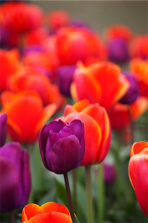 spring flower - Tulip Farm, Skagit Valley, Washington, USA Stock Photo - Premium Royalty-Free, Code: 600-03484621