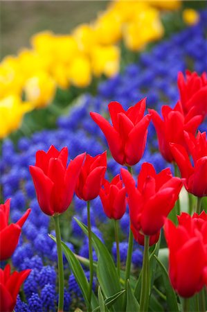 red flowers in a field - Tulip Farm, Skagit Valley, Washington, USA Stock Photo - Premium Royalty-Free, Code: 600-03484622