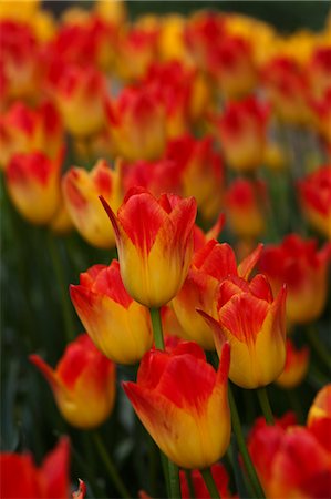 Tulip Farm, Skagit Valley, Washington, USA Foto de stock - Sin royalties Premium, Código: 600-03484623