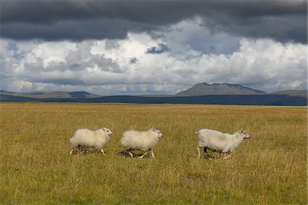 Three Sheep Running in Meadow, Vik, South Iceland, Iceland Stock Photo - Premium Royalty-Free, Code: 600-03508247