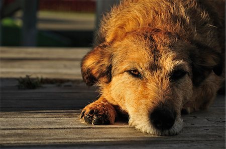 Portrait of Dog, Bay of Plenty, North Island, New Zealand Stock Photo - Premium Royalty-Free, Code: 600-03508314