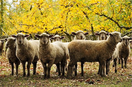 flock of sheep - Domestic Sheep, Hawke's Bay, North Island, New Zealand Foto de stock - Sin royalties Premium, Código: 600-03508325