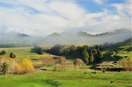 simsearch:700-03508435,k - Terres agricoles, près de Matawai, Gisborne, North Island, Nouvelle-Zélande Photographie de stock - Premium Libres de Droits, Code: 600-03508331