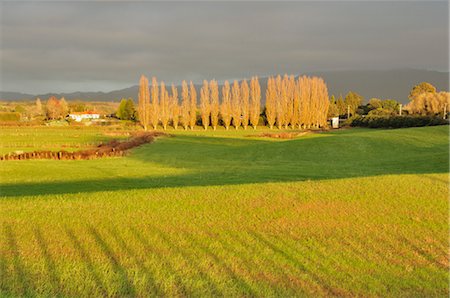 Farmland, near Te Puke, Bay of Plenty, North Island, New Zealand Stock Photo - Premium Royalty-Free, Code: 600-03508364