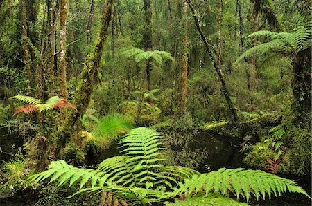 south island - Swamp Forest, Ship Creek, West Coast, South Island, New Zealand Foto de stock - Sin royalties Premium, Código: 600-03508362