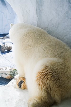 Polar Bear, San Diego Zoo, San Diego, California, USA Foto de stock - Royalty Free Premium, Número: 600-03502988