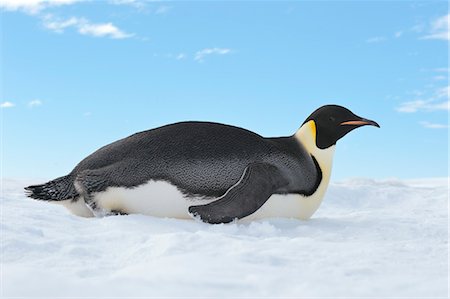 Emperor Penguin, Snow Hill Island, Antarctic Peninsula Stock Photo - Premium Royalty-Free, Code: 600-03503054