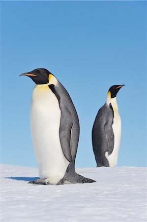 penguin on snow - Emperor Penguins, Snow Hill Island, Antarctic Peninsula Foto de stock - Sin royalties Premium, Código: 600-03503067