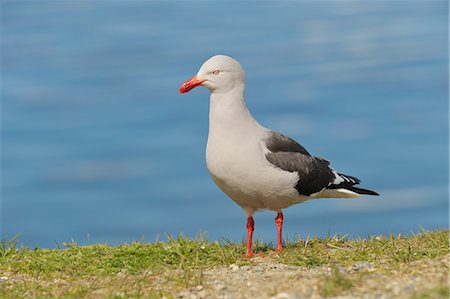 simsearch:600-03503078,k - Dolphin Gull, Ushuaia, Tierra Del Fuego, Argentina Foto de stock - Royalty Free Premium, Número: 600-03503078