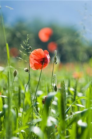 Organic Wheat Field and Poppies, Salzburg, Austria Stock Photo - Premium Royalty-Free, Code: 600-03503120