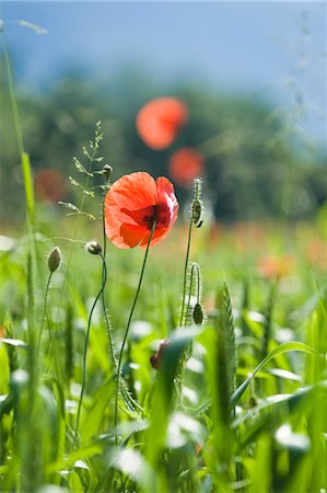 Champ de blé et coquelicots, Salzbourg, Autriche Photographie de stock - Premium Libres de Droits, Code: 600-03503120