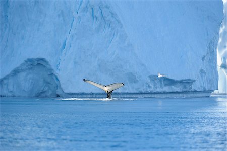 Humpback Whale, Disko Bay, Ilulissat Icefjord, Ilulissat, Greenland Foto de stock - Sin royalties Premium, Código: 600-03503154