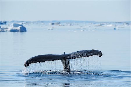 Humpback Whale, Disko Bay, Ilulissat Icefjord, Ilulissat, Greenland Foto de stock - Sin royalties Premium, Código: 600-03503155