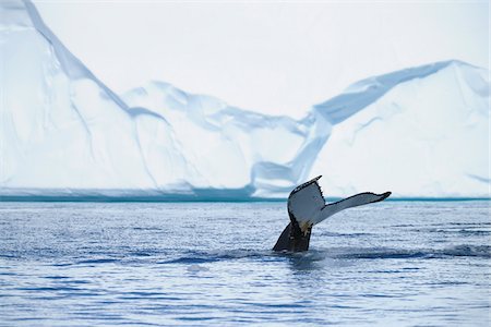 Baleine de bosse, la baie de Disko, fjord glacé d'Ilulissat, Ilulissat, Groenland Photographie de stock - Premium Libres de Droits, Code: 600-03503153