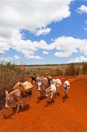 equus africanus asinus - Cattle in Marsabit National Park and Reserve, Marsabit District, Kenya Foto de stock - Sin royalties Premium, Código: 600-03519180