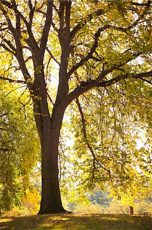 simsearch:600-03290198,k - Old Tree in the Park on an Autumn Afternoon, Seattle, Washington, USA Foto de stock - Sin royalties Premium, Código: 600-03520584