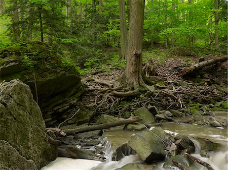 raíz - Beamer Falls Conservation Area, Grimsby, Ontario, Canada Foto de stock - Sin royalties Premium, Código: 600-03520688