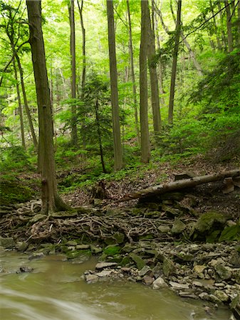 Beamer Falls Conservation Area, Grimsby, Ontario, Canada Foto de stock - Sin royalties Premium, Código: 600-03520692