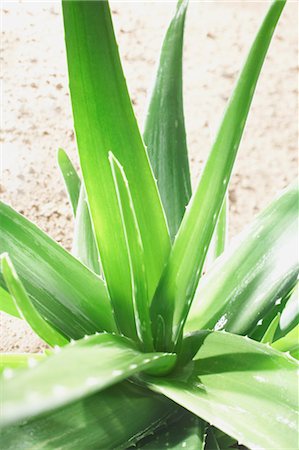 Aloe Vera plante Photographie de stock - Premium Libres de Droits, Code: 600-03556788