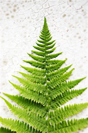 simsearch:600-00057237,k - Close-up of Fern Leaf Stock Photo - Premium Royalty-Free, Code: 600-03553416