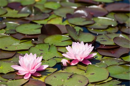 Water Lilies in Garden, Schloss Schonbrunn, Vienna, Austria Stock Photo - Premium Royalty-Free, Code: 600-03565844