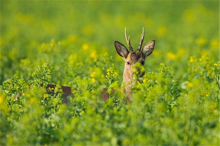 deer farm - Roebuck in Canola Field, Germany Stock Photo - Premium Royalty-Free, Code: 600-03567822