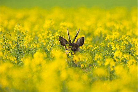 deer farm - Roebuck in Canola Field, Germany Stock Photo - Premium Royalty-Free, Code: 600-03567823