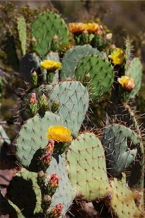 Flowering Prickly Pear Cactus, Arizona, USA Stock Photo - Premium Royalty-Free, Code: 600-03563824