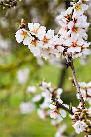 Gros plan de fleurs d'amandier, Majorque, Espagne Photographie de stock - Premium Libres de Droits, Code: 600-03586448