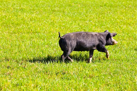 pig and profile - Black Pig, Mallorca, Spain Stock Photo - Premium Royalty-Free, Code: 600-03586440