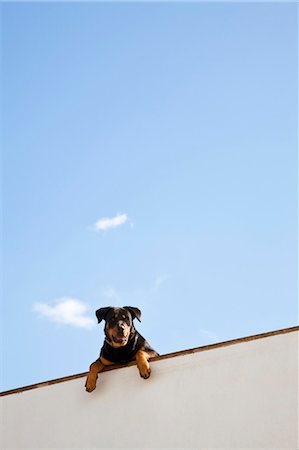 rottweiler - Dog Looking Over Wall Foto de stock - Sin royalties Premium, Código: 600-03586454