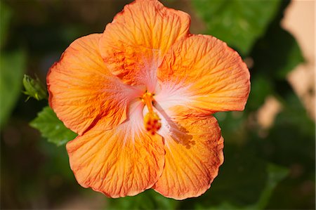 Hibiscus Flower, Baja California Sur, Mexico Foto de stock - Sin royalties Premium, Código: 600-03586501