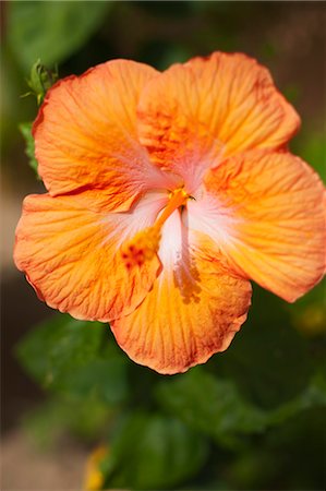 Hibiscus Flower, Baja California Sur, Mexico Foto de stock - Royalty Free Premium, Número: 600-03586502