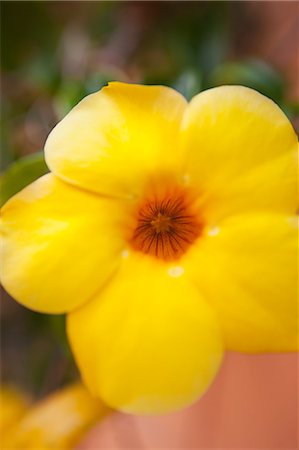 Flower, Baja California Sur, Mexico Stock Photo - Premium Royalty-Free, Code: 600-03586531