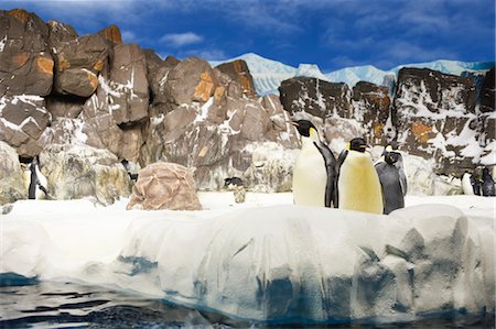 Penguins at San Diego Zoo, San Diego, California, USA Stock Photo - Premium Royalty-Free, Code: 600-03586999