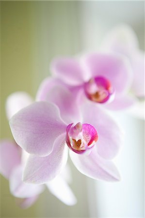 Gros plan d'orchidée Photographie de stock - Premium Libres de Droits, Code: 600-03587173