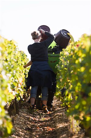 farm worker - Grape Harvest, Chateau Lynch-Bages, Pauillac, Bordeaux, Gironde, Aquitaine, France Stock Photo - Premium Royalty-Free, Code: 600-03615435