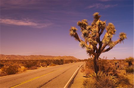 Route et Joshua Tree, Joshua Tree National Park, Californie, USA Photographie de stock - Premium Libres de Droits, Code: 600-03615439