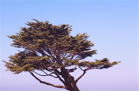 Cypress Tree, Northern California, California, USA Foto de stock - Sin royalties Premium, Código: 600-03615440