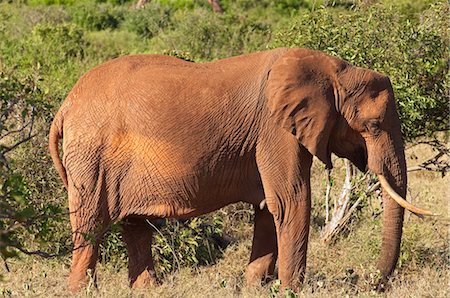 simsearch:600-03907654,k - Elephant at Tsavo National Park, Kenya Foto de stock - Sin royalties Premium, Código: 600-03615442