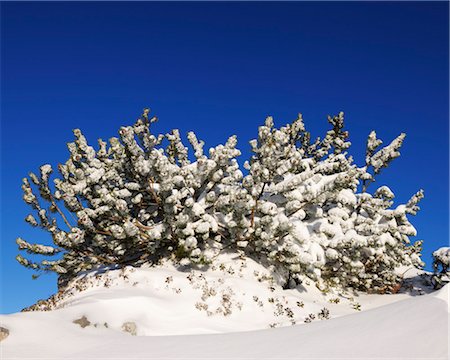 Latschenkiefer abgedeckt im Schnee, Steinplatte, Waidring, Tirol, Österreich Stockbilder - Premium RF Lizenzfrei, Bildnummer: 600-03615507