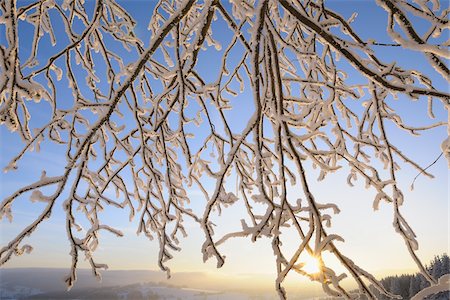 Snow Covered Branches at Sunrise, Wasserkuppe, Rhon Mountains, Hesse, Germany Foto de stock - Sin royalties Premium, Código: 600-03615514