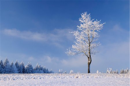 Snow Covered Tree, Wasserkuppe, Rhon Mountains, Hesse, Germany Foto de stock - Sin royalties Premium, Código: 600-03615517