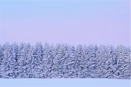 Couverte de neige sapins à l'aube, Wasserkuppe, montagnes Rhon, Hesse, Allemagne Photographie de stock - Premium Libres de Droits, Code: 600-03615510