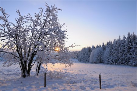 simsearch:600-03615517,k - Snow Covered arbres à Sunirse, Wasserkuppe, montagnes Rhon, Hesse, Allemagne Photographie de stock - Premium Libres de Droits, Code: 600-03615511
