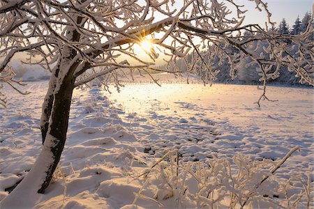 Snow Covered arbres à Sunirse, Wasserkuppe, montagnes Rhon, Hesse, Allemagne Photographie de stock - Premium Libres de Droits, Code: 600-03615513