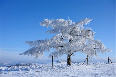 Snow Covered Conifer Tree, Wasserkuppe, Rhon Mountains, Hesse, Germany Foto de stock - Sin royalties Premium, Código: 600-03615524