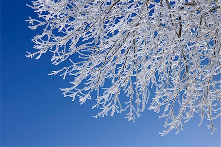 snow tree blue sky - Hoar Frost on Tree Branches, Wasserkuppe, Rhon Mountains, Hesse, Germany Stock Photo - Premium Royalty-Free, Code: 600-03615528